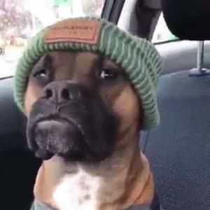 Meet your Posher, Walter